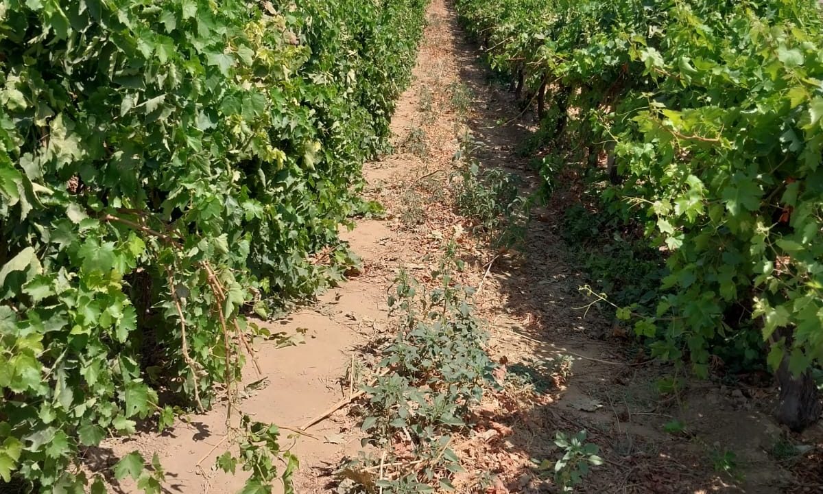 WhatsApp Image 2025-08-23 at 17.12.09 (1)